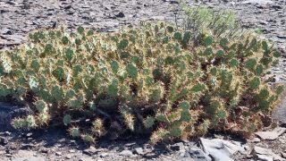 2024-02-GranCan-Playa Del Aguila-Trek-84.jpg